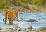 Jim-Corbett-Tour
