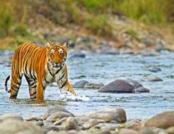 Jim-Corbett-Tour