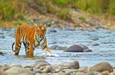 Jim-Corbett-Tour